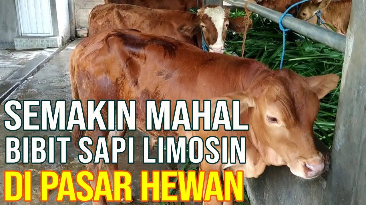 Harga Bibit Sapi Di Pasar Hewan Semakin Mahal.jpg